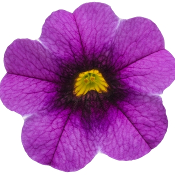 Calibrachoa Superbells® 'Grape Punch™' (101755)