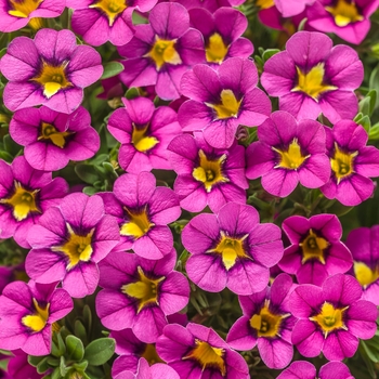 Calibrachoa Superbells® 'Hollywood Star™' (101756)