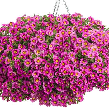 Calibrachoa Superbells® 'Hollywood Star™' (101758)