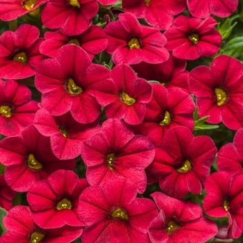 Calibrachoa 'Red' US. 14,847 & Can. 1928