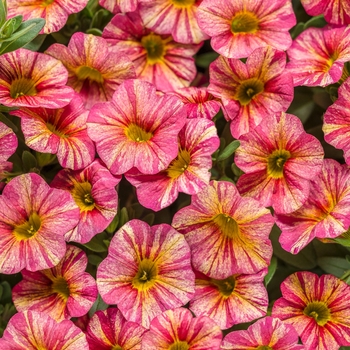 Calibrachoa Superbells® 'Tropical Sunrise' (101766)