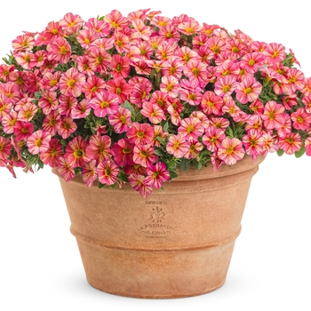 Calibrachoa Superbells® 'Tropical Sunrise' (101767)