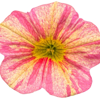 Calibrachoa Superbells® 'Tropical Sunrise' (101768)