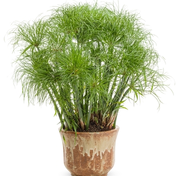 Cyperus papyrus Graceful Grasses® 'Prince Tut™' (101788)