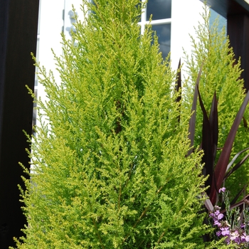 Cupressus macrocarpa 'Wilma Goldcrest' (101798)