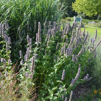 Agastache 'Black Adder' (101804)