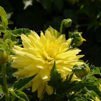 Dahlia 'XXL Durango' (101805)