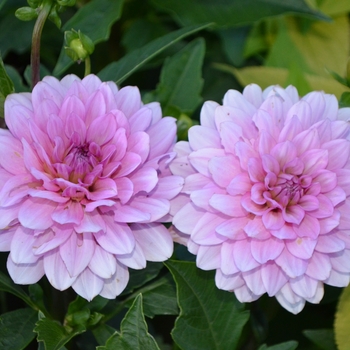 Dahlia 'XXL Paraiso' (101806)