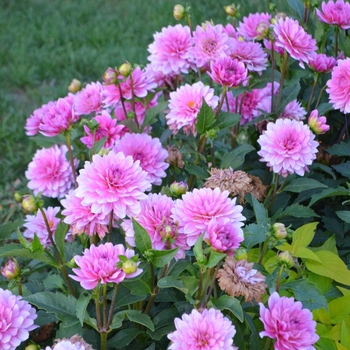 Dahlia 'XXL Paraiso' (101807)