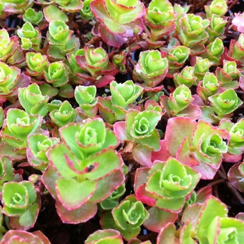 Sedum spurium 'Dragon's Blood (Roseum)' (101810)