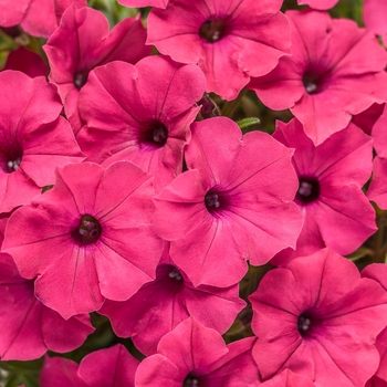 Petunia Supertunia Vista® 'Fuchsia' (101827)