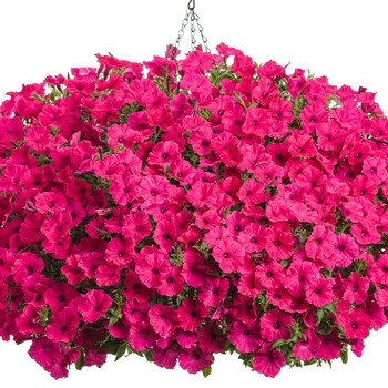 Petunia Supertunia Vista® 'Fuchsia' (101828)