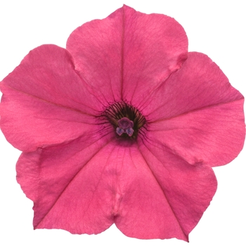 Petunia Supertunia Vista® 'Fuchsia' (101829)