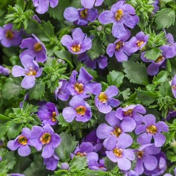 Sutera cordata Snowstorm® 'Blue' (101830)