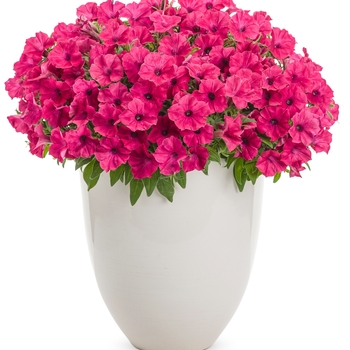 Petunia Supertunia Vista® 'Fuchsia' (101831)