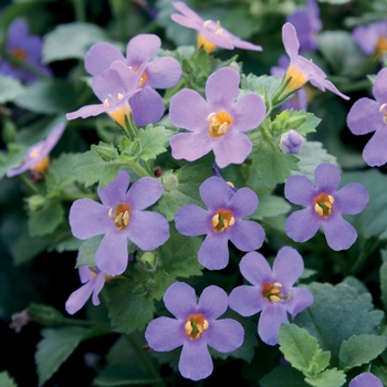 Sutera cordata Snowstorm® 'Blue' (101832)