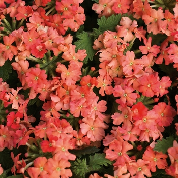 Verbena Superbena Royale® 'Peachy Keen' (101834)