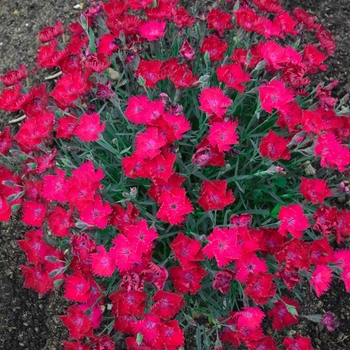 Dianthus 'Paint the Town Magenta' (101846)