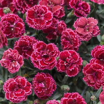 Dianthus Fruit Punch® 'Black Cherry Frost' (101849)