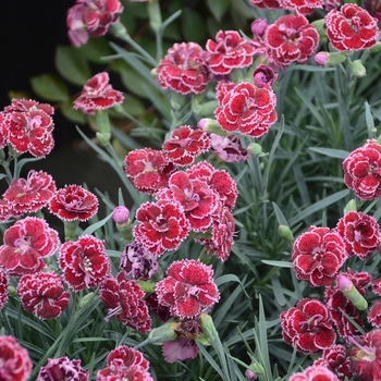 Dianthus Fruit Punch® 'Black Cherry Frost' (101850)