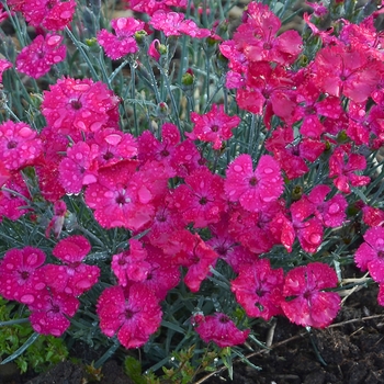 Dianthus Fruit Punch® 'Black Cherry Frost' (101851)