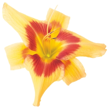 Hemerocallis Rainbow Rhythm® 'Tiger Swirl' (101855)