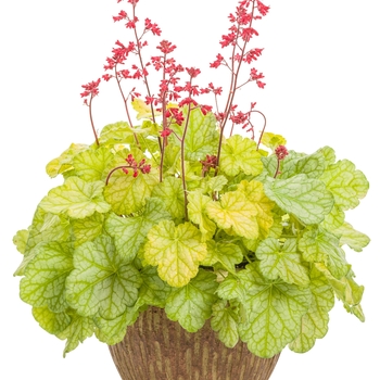 Heuchera Dolce® 'Appletini' (101857)