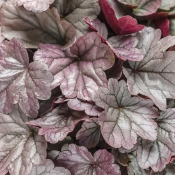 Heuchera Dolce® 'Silver Gumdrop' (101860)