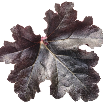 Heuchera Primo® 'Black Pearl' (101862)