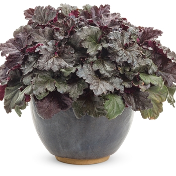 Heuchera Primo® 'Black Pearl' (101863)