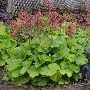 Heuchera Primo™ 'Pretty Pistachio' (101864)