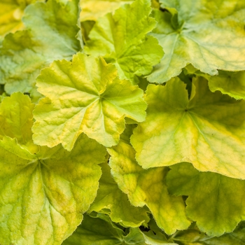 Heuchera Primo™ 'Pretty Pistachio' (101865)