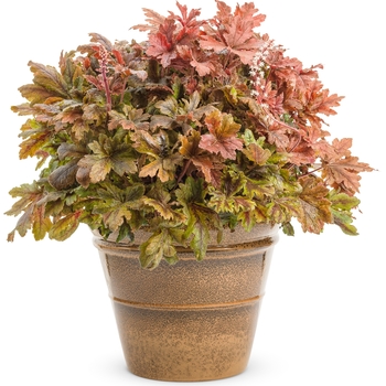 Heucherella Fun and Games® 'Hopscotch' (101868)