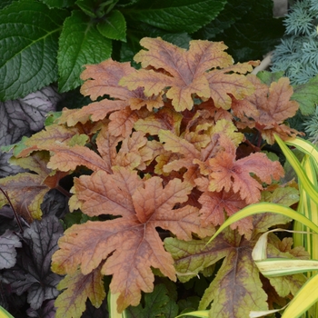 Heucherella Fun and Games® 'Hopscotch' (101869)