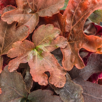 Heucherella Fun and Games® 'Red Rover' (101870)