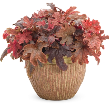 Heucherella Fun and Games® 'Red Rover' (101871)