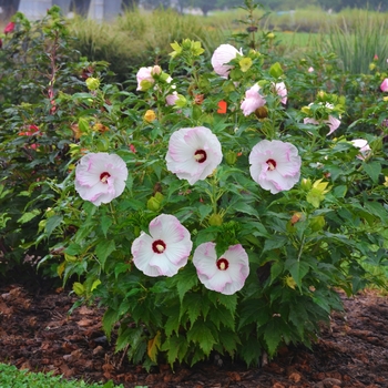 Hibiscus Summerific® 'Ballet Slippers' (101874)