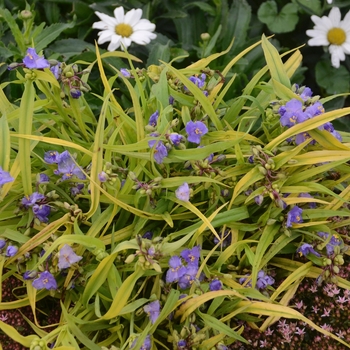 Tradescantia 'Charlotte's Web' (101877)