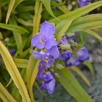 Tradescantia 'Charlotte's Web' (101878)