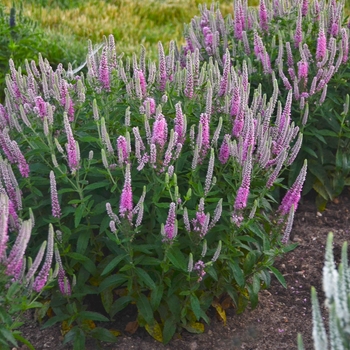 Veronica Magic Show® 'Pink Potion' (101880)