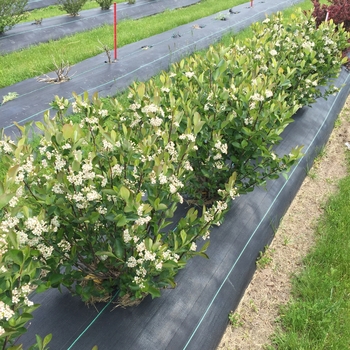 Aronia melanocarpa 'Low Scape Hedger®' (101882)