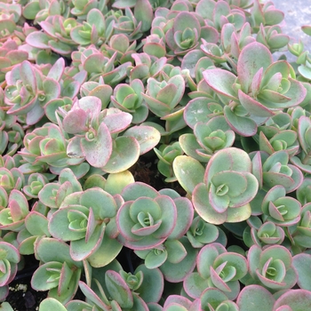 Sedum Sunsparkler® 'Lime Zinger' (101905)