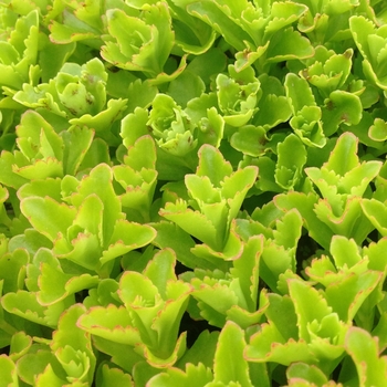 Sedum sexangulare '' (101906)