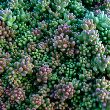 Sedum album 'Coral Carpet' (101921)