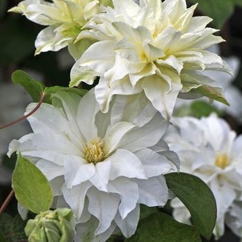 Clematis 'Madame Maria®' (101942)