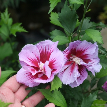 Hibiscus syriacus 'Purple Pillar®' (101952)