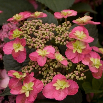 Hydrangea serrata 'Tuff Stuff™' (101958)