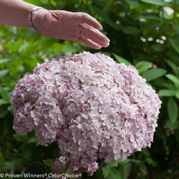 Hydrangea arborescens Incrediball® 'Blush' (101960)