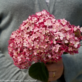 Hydrangea arborescens Invincibelle® 'Ruby' (101962)