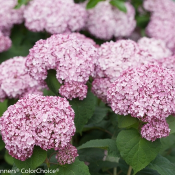 Hydrangea arborescens Incrediball® 'Blush' (101963)